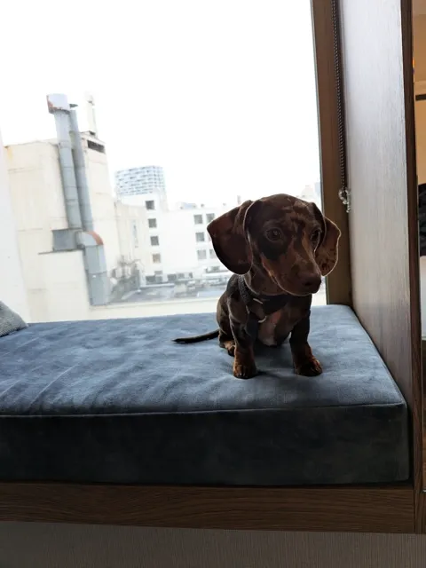 Celine in de vensterbank van een hotelkamer in Antwerpen