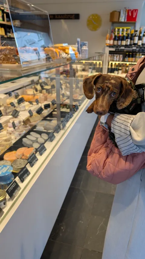 Celine kijkt vanuit haar tas naar de kaastoonbank