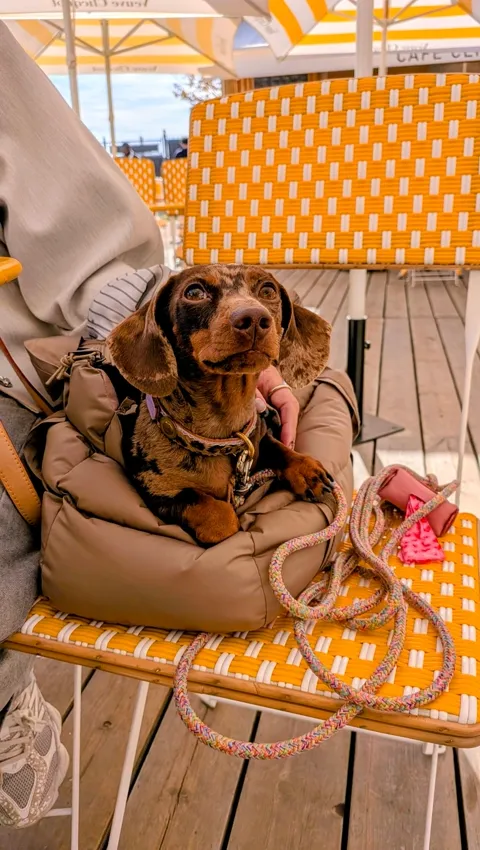 Celine in haar tas op een gele stoel op het terras van Café Clicquot