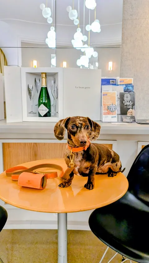 Celine op een tafeltje bij Champagne Esterlin, naast haar Laelaps Paris-riem en een fles Esterlin