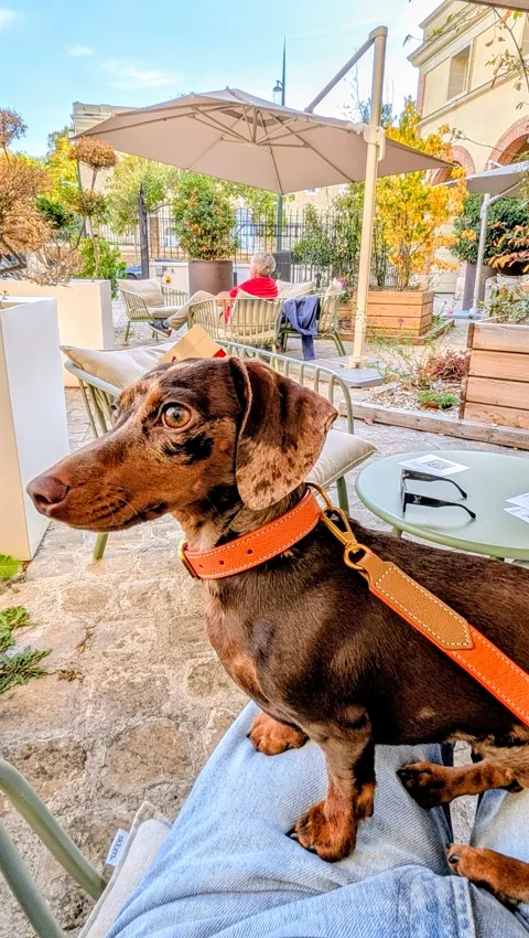 Celine met haar oranje Laelaps Paris-halsband op schoot op een zonnig terras in de Champagne