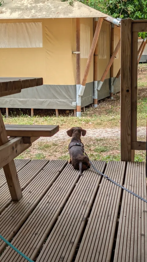 Celine op het houten terras van de glampingtent, uitkijkend over het terrein