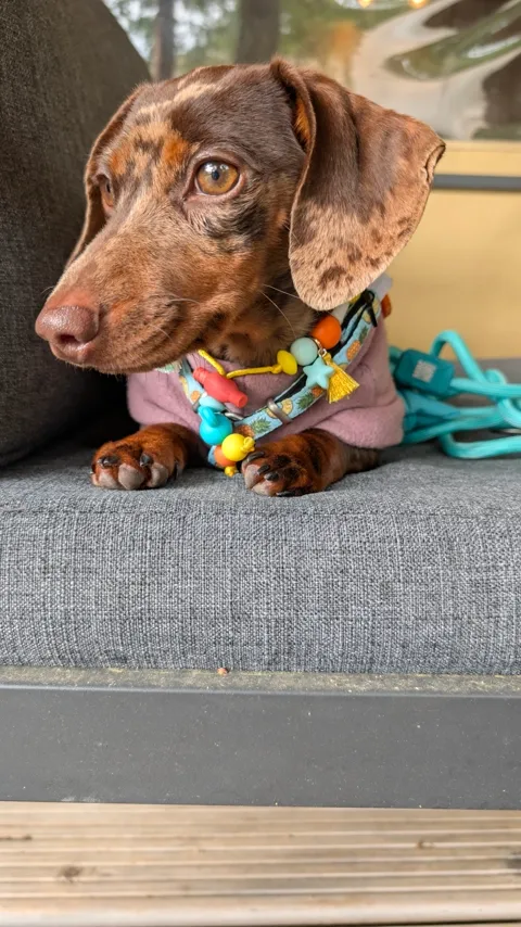 Celine op de bank in de glampingtent, met haar kleurrijke halsband