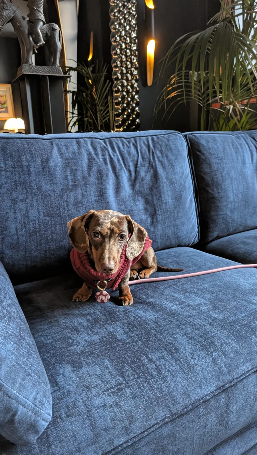 Teckel Celine op een fluwelen bank in de lounge van Juliana Hotel Brussel