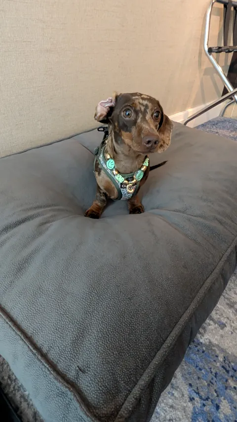 Celine op het grote hondenkussen op de kamer in Hotel Kö59