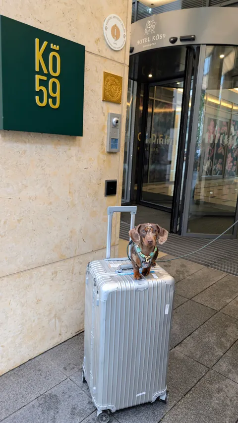 Celine op een zilveren koffer bij de ingang van Hotel Kö59 aan de Königsallee
