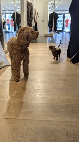 Celine ontmoet een andere hond tijdens de Laelaps-boetiekshoot