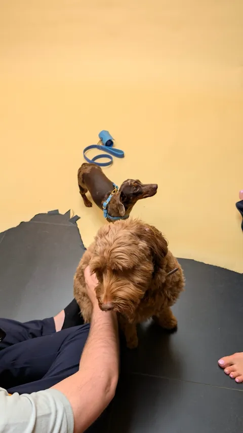 Celine op de studioset, met de Laelaps-riem achter zich