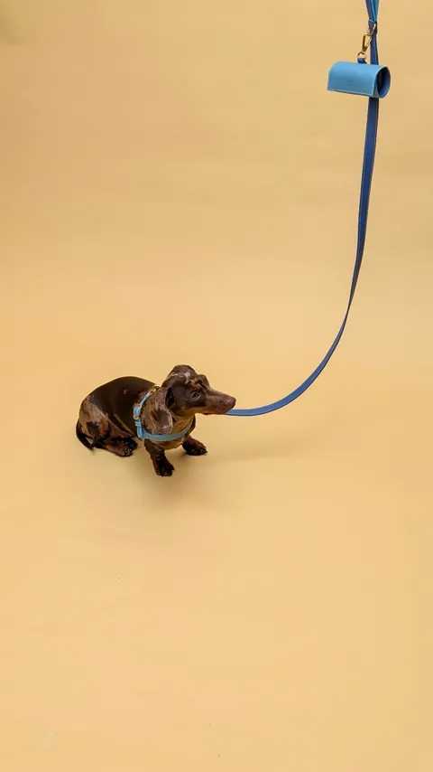 Celine in het blauwe tuigje, met de riem en het tasje van Laelaps Paris