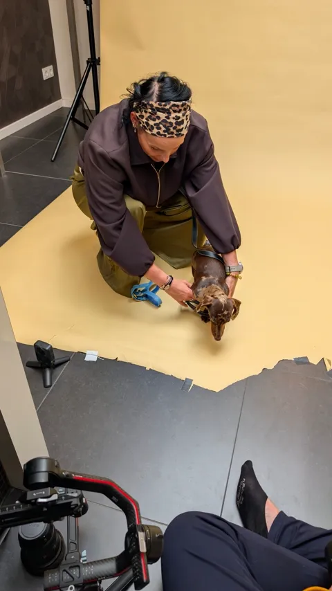Celines tuigje wordt klaargemaakt op de studioset