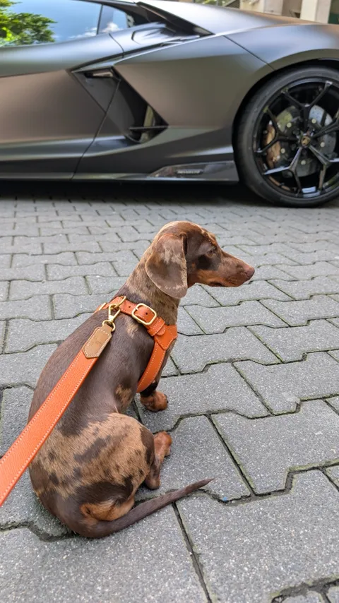 In het oranje Laelaps-tuigje, op straat in Düsseldorf