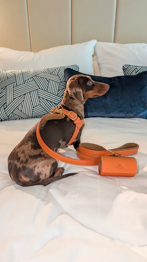 Op het hotelbed, in het oranje tuigje met riem en tasje