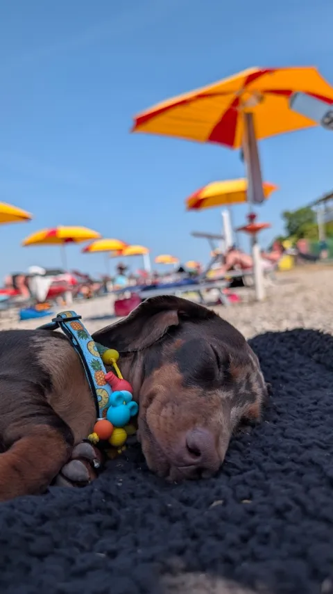 Celine slaapt op haar kleed onder de parasols van Braccobaldo Beach