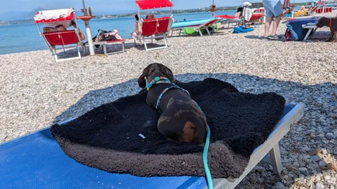Celine ligt op haar hondenbed op een strandbed bij Braccobaldo Beach, met het meer op de achtergrond