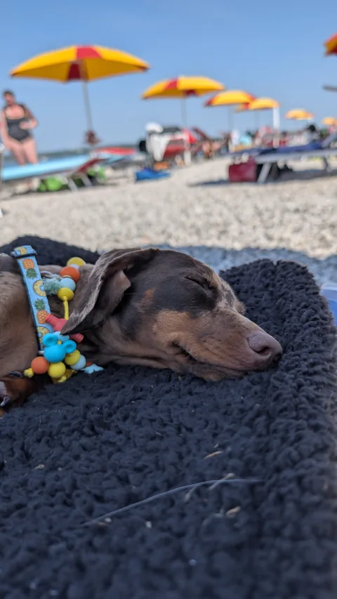 Celine doet een dutje op haar hondenbed bij Braccobaldo Beach