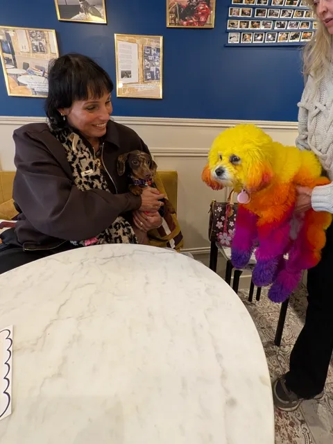 Celine ontmoet een kleurrijk geknipte hond in hondencafé Café George