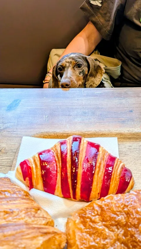 Celine kijkt vanaf schoot naar een croissant met frambozenglazuur