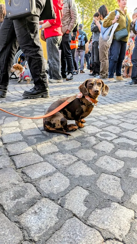 Celine met haar oranje Laelaps-riem op de kasseien tussen de deelnemers van de Sausage Walk