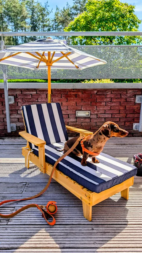 Celine op een gestreepte ligstoel op teckelmaat onder een parasol bij Stiemerheide